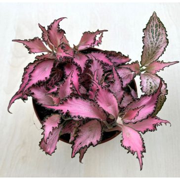 Indoor plants