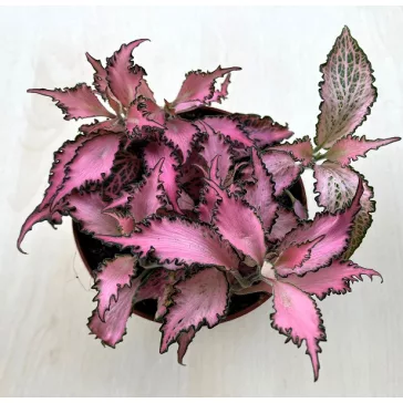 Indoor plants
