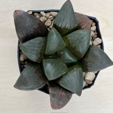 Haworthia