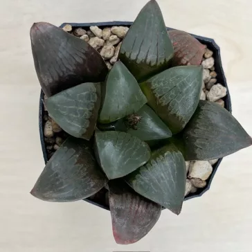Haworthia