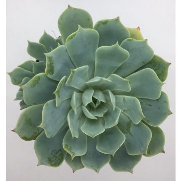 Succulents