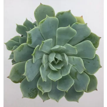 Succulents