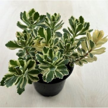 Garden plants
