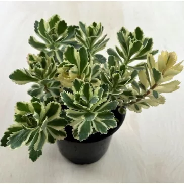Garden plants