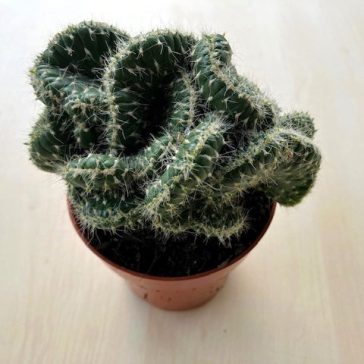 Cacti