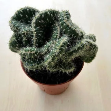 Cacti