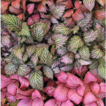 Plants for terrariums