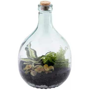 Plant terrariums