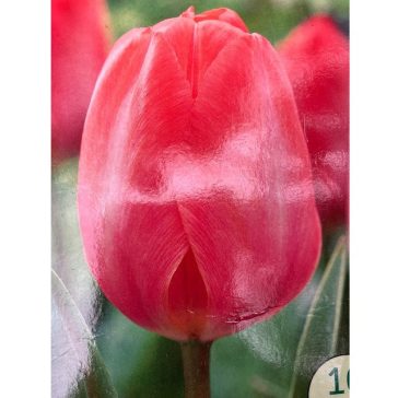 Flower bulbs for autumn planting