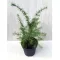 Cedrus Deodara