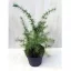 Cedrus Deodara