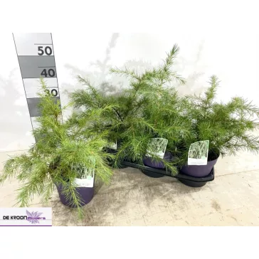 Cedrus Deodara