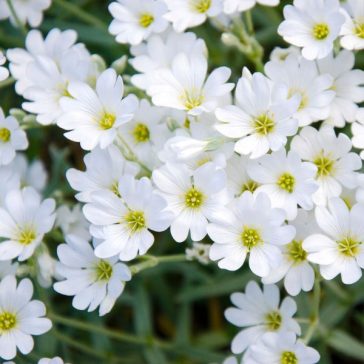 CERASTIUM TOMENTOSUM