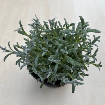 CERASTIUM TOMENTOSUM