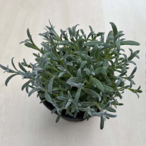 CERASTIUM TOMENTOSUM