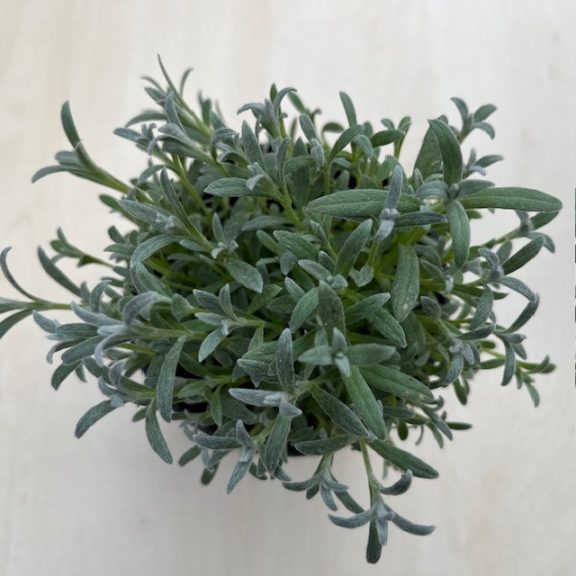 CERASTIUM TOMENTOSUM