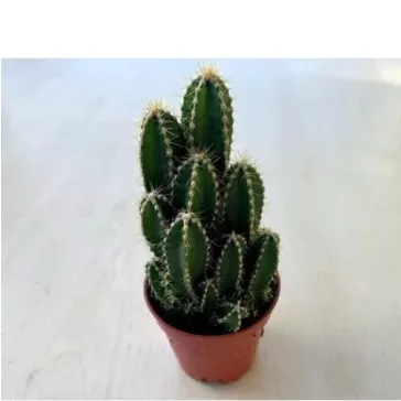 Cereus Florida