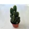 Cereus Florida