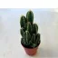 Cereus Florida