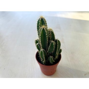 Cereus Florida