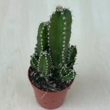 Cereus Florida