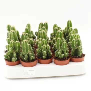 Cereus Florida