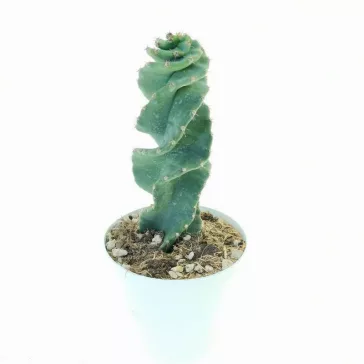 Cereus 'Spiralis'