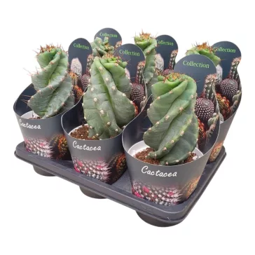 Cereus 'Spiralis'