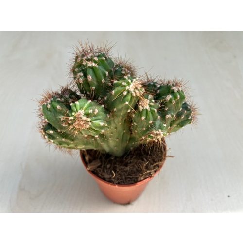 Cereus sp. mostruosus cristatus