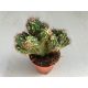 Cereus sp. mostruosus cristatus