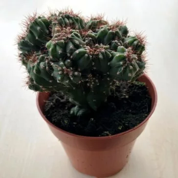 Cereus sp. mostruosus cristatus