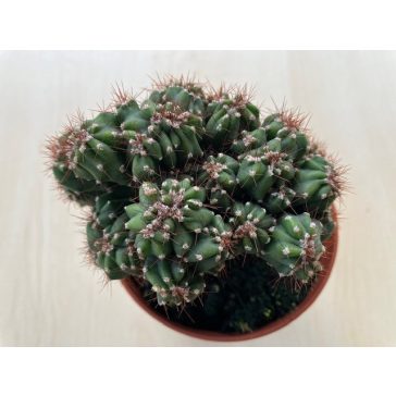 Cereus sp. mostruosus cristatus