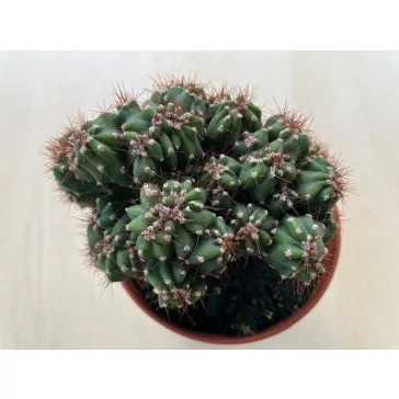 Cereus sp. mostruosus cristatus