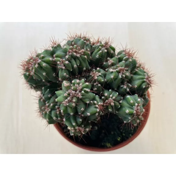 Cereus sp. mostruosus cristatus