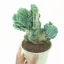Cereus peruvianus Monstrosa
