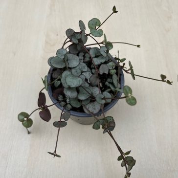 Ceropegia woodii 'Silver Glory'
