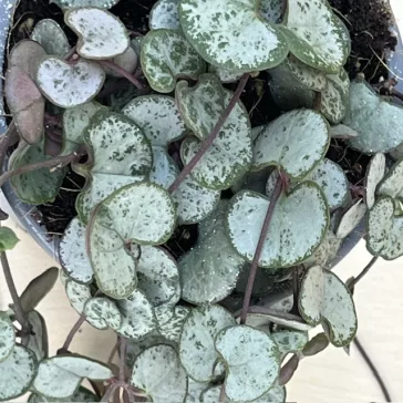 Ceropegia woodii 'Silver Glory'