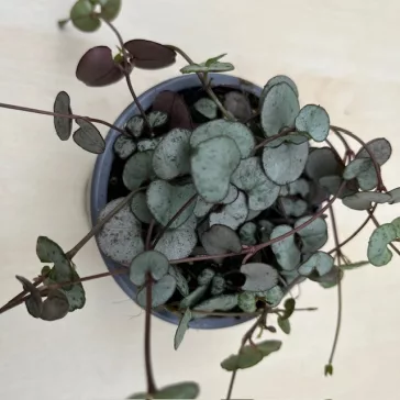 Ceropegia woodii 'Silver Glory'