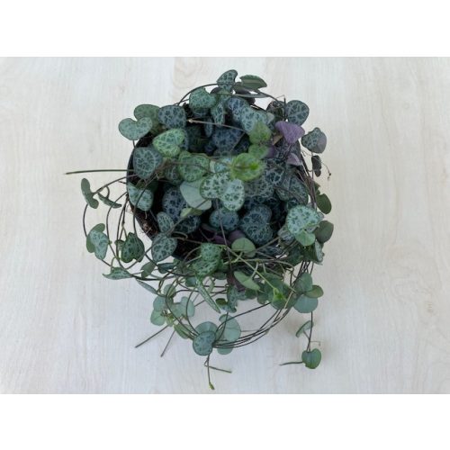 Ceropegia woodii