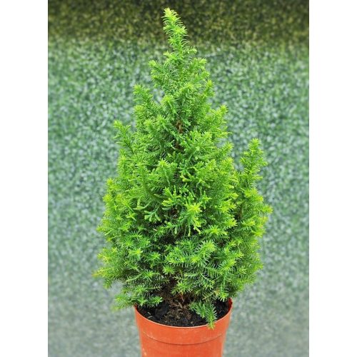 Chamaecyparis Thyoides 'Top Point'