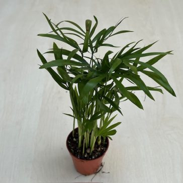 Chamaedorea elegans