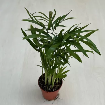 Chamaedorea elegans
