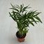 Chamaedorea elegans