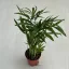 Chamaedorea elegans