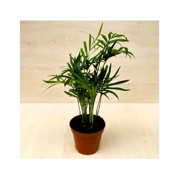 Chamaedorea elegans