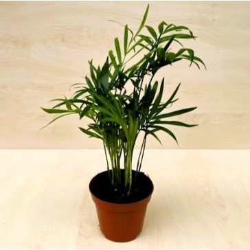 Chamaedorea elegans