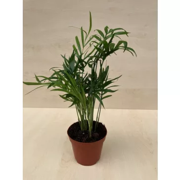 Chamaedorea elegans