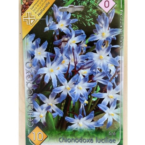 Chionodoxa luciliae 10 bulbs