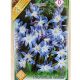 Chionodoxa luciliae 10 bulbs