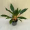 Chlorophytum orchidastrum ‘Green Orange’
